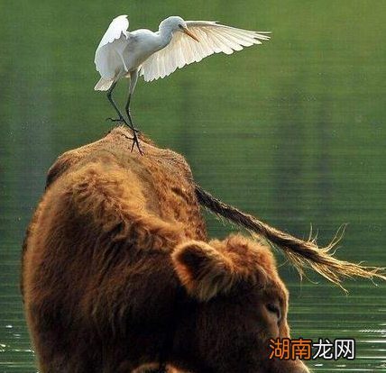 古人可以经常吃到牛肉吗 为何梁山好汉去饭馆必点牛肉