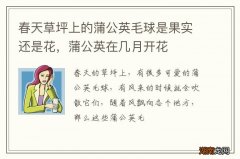 春天草坪上的蒲公英毛球是果实还是花，蒲公英在几月开花