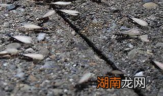 如何防止白蚁飞进家里 防止白蚁飞进家里应该怎么做