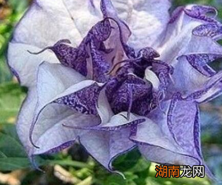 古代真的蒙汗药这一东西吗 蒙汗药的主要成分是什么