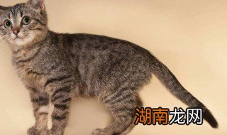 小猫拉稀怎么办 解决方法介绍