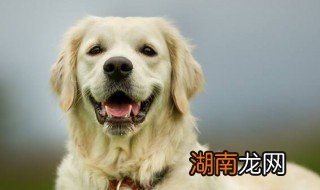 狗狗拉肚子怎么办 如何解决拉肚子