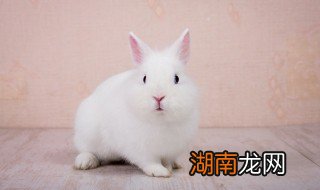 兔子吃的菜叶晒多久才能吃 兔子吃菜要晒干吗