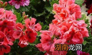 废油怎么浇花最好 废油怎么浇花