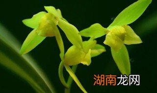 客厅可以放兰花吗 客厅放兰花好吗