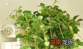 常春藤放客厅风水好吗，常春藤放在客厅好不好