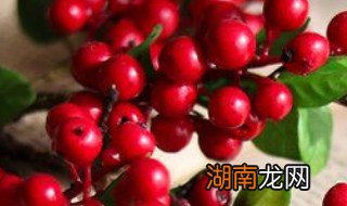 客厅放红浆果风水好吗 客厅摆红色花好吗