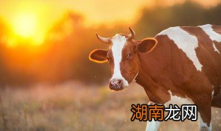 客厅放吉祥物牛好吗 客厅放吉祥物牛好吗吗