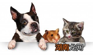 狗狗能吃苹果吗 狗狗能吃苹果吗?