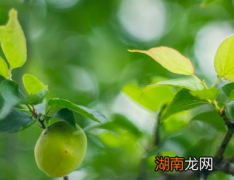 古代喝酒前为什么要温酒 这里面有什么秘密吗