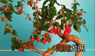 枸杞老桩生根方法视频 枸杞老桩生根方法