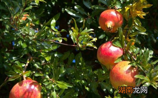 秦始皇陵墓的传说！秦始皇陵中真的存在&amp;ldquo;水银河&amp;rdquo;吗？