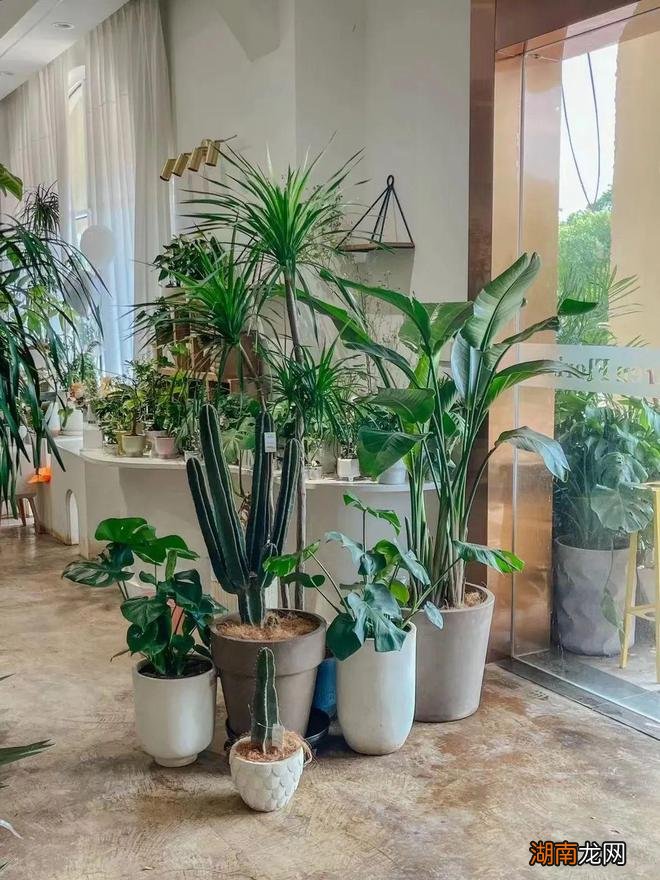 绿植租赁 | 让人心旷神怡的视觉盛宴