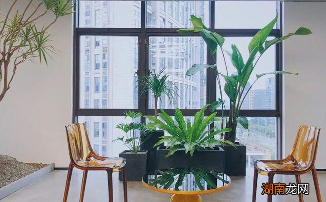 绿植租赁 | 让人心旷神怡的视觉盛宴