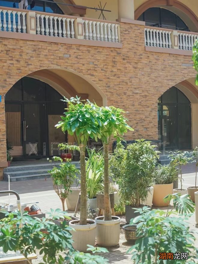 绿植租赁 | 让人心旷神怡的视觉盛宴