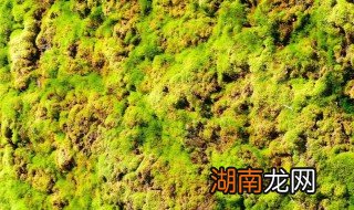 土地青苔怎么快速清除 土壤青苔怎么清理掉