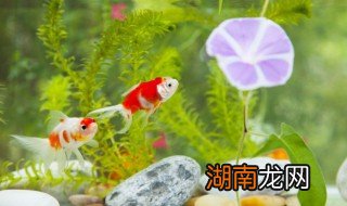 讨厌的鱼缸青苔怎么清理，讨厌的鱼缸青苔怎么清理掉