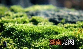 野生青苔怎么清理 野生青苔怎么清理干净