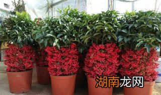 富贵子的养护方法视频 富贵子的养护方法