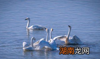 怎么清理湖面污渍 如何去除水面的污渍