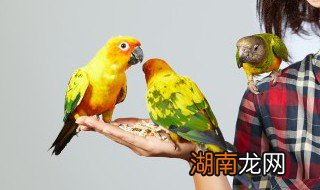 刚到家鹦鹉怎么处理 家里有鹦鹉怎么清理