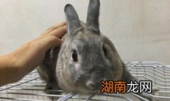 金吉拉兔饲养方法视频 金吉拉兔饲养方法