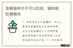 莲藕猫咪可不可以吃呀，猫咪能吃糖藕吗