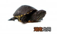 虎纹麝香龟饲养方法视频 虎纹麝香龟饲养方法