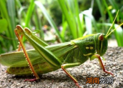 古代皇权时代蝗虫为什么没有被修改 事实里面是有原因的