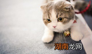 猫咪可不可以吃烧肉 猫咪可以吃烧肉吗