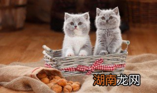 猫咪可不可以吃烤鸡翅尖 猫咪可不可以吃烤鸡翅