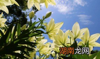 百合花发黄怎么保护好 百合花发黄怎么保护