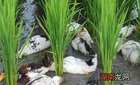 古人是怎么方法蝗灾的 这个方法在清朝很实用