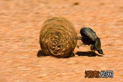 圣甲虫在古埃及真的存在吗 圣甲虫到底是什么样的虫子