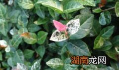 彩叶络石好养吗 彩叶络石能水培么