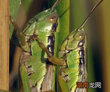 古代经常出现的蝗灾 为何现在看不见了