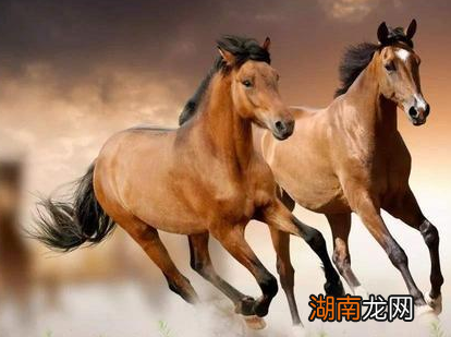 古代战马不打马蹄铁会怎么样 马儿会不会很痛