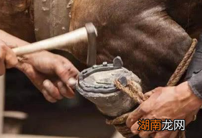 古代战马不打马蹄铁会怎么样 马儿会不会很痛