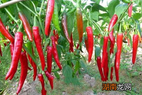 揭秘：先秦时期人们的饮食文化是怎样的？