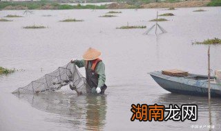 小龙虾塘怎样肥水最好 小龙虾塘怎样肥水