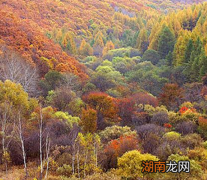 在树木极为匮乏的蒙古高原 游牧民族是如何制造弓箭的