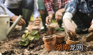 家里养盆栽柳树可以吗 家里能不能养柳树