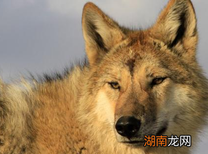 揭秘爆竹的起源 爆竹里面的竹指的是什么