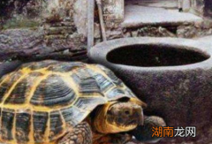 古人打水井的时候 为什么要在水中放两只乌龟