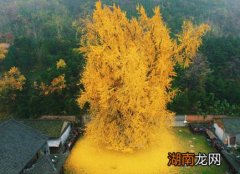 西安千年银杏古树到底有多少年的历史 这颗古树到底是谁种下的