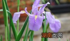 紫罗兰啥时间扦插最好 紫罗兰啥时间扦插