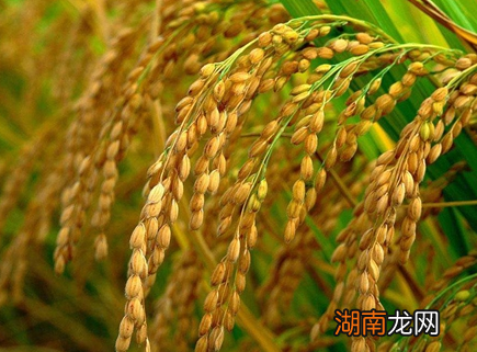 宋朝时期的国土面积最小 人口数量为什么还如此之多