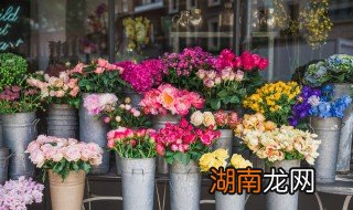 女子卧室摆放什么花招财 女子卧室摆放什么花