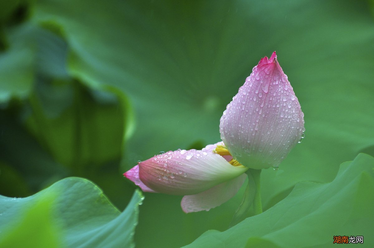 岳阳2022暑假免费景点