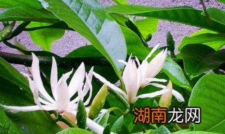 白兰花扦插方法视频 白兰花扦插方法